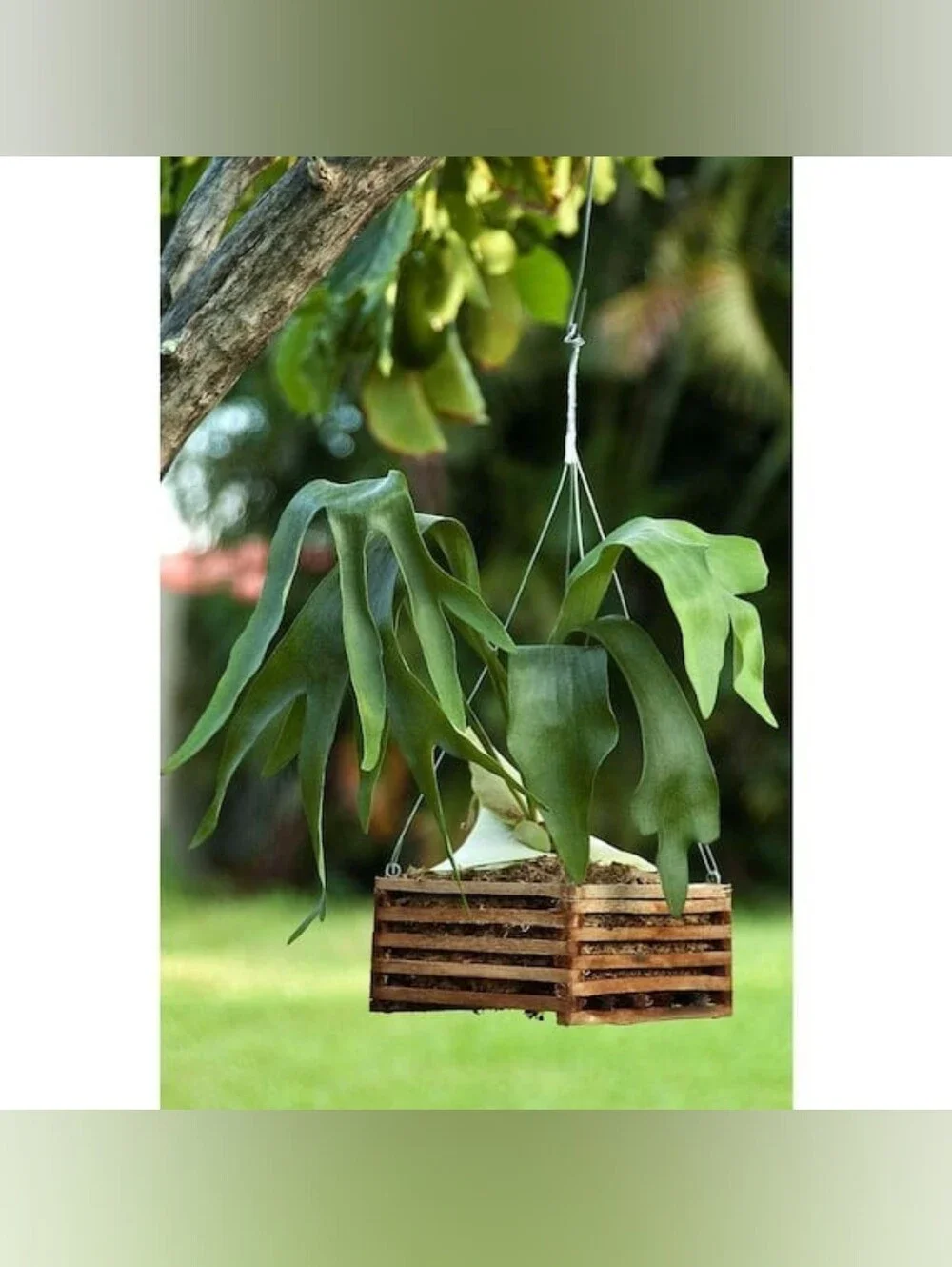 NWT Better-Gro 6 in. Square Hanging Wooden Basket Planter